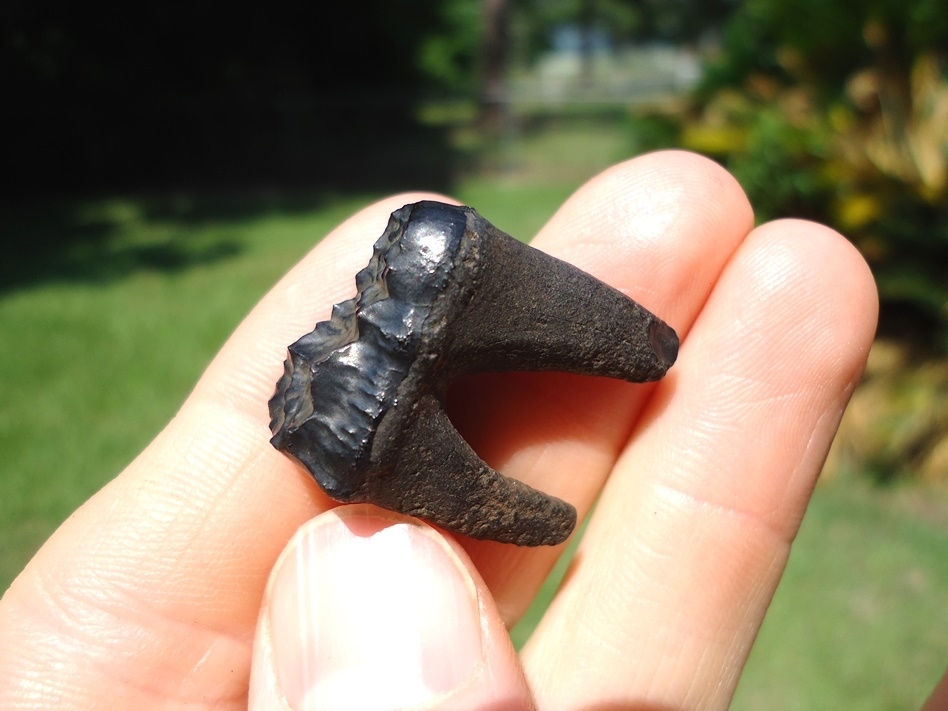 Large image 3 Choice Spectacled Bear Molar