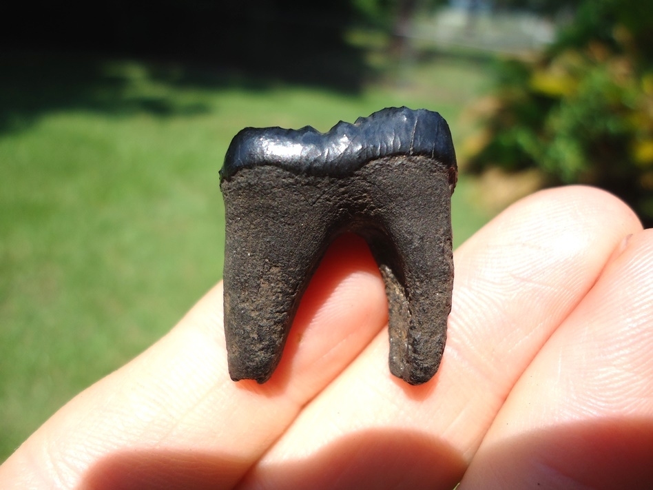 Large image 1 Choice Spectacled Bear Molar