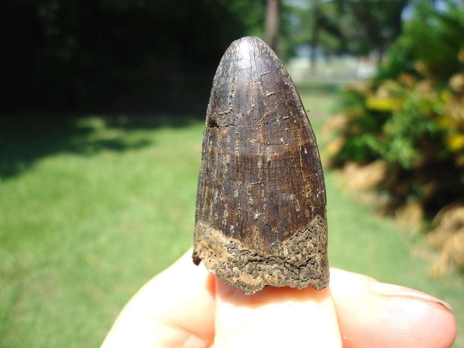 Large image 1 Massive 1.71' Alligator Tooth