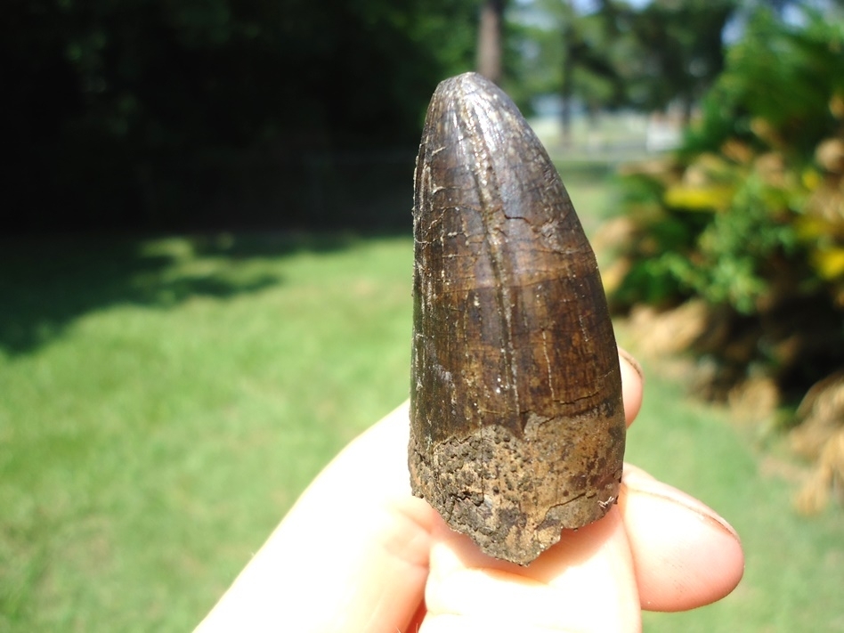 Large image 2 Massive 1.71' Alligator Tooth