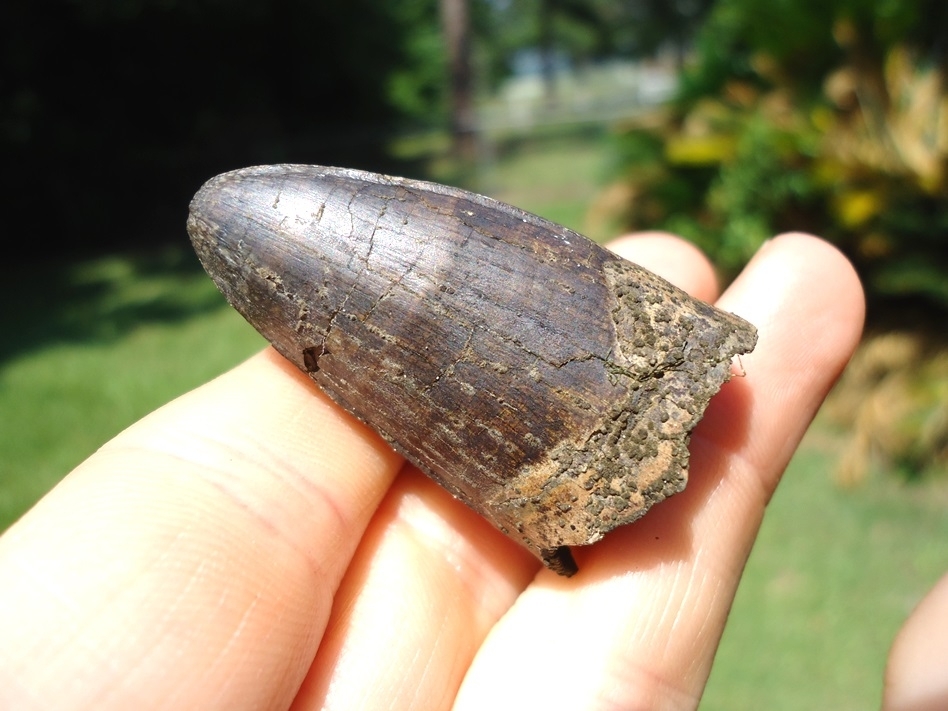 Large image 4 Massive 1.71' Alligator Tooth