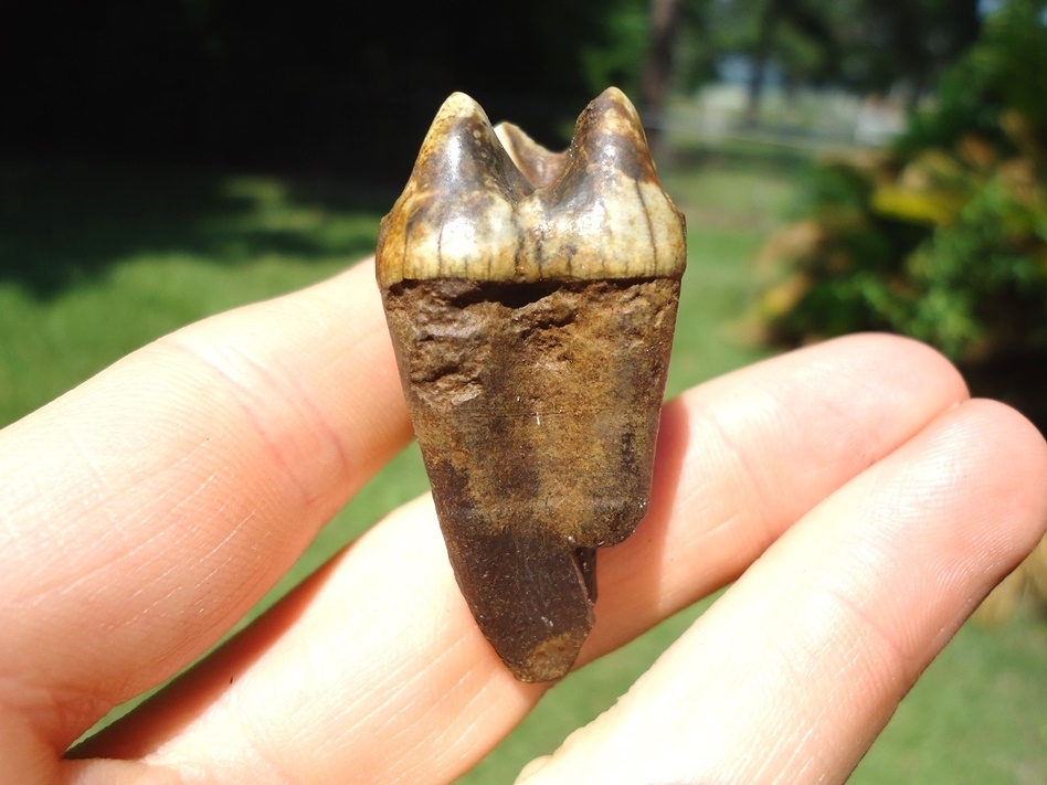 Large image 1 Stunningly Colorful Tapir Upper Molar