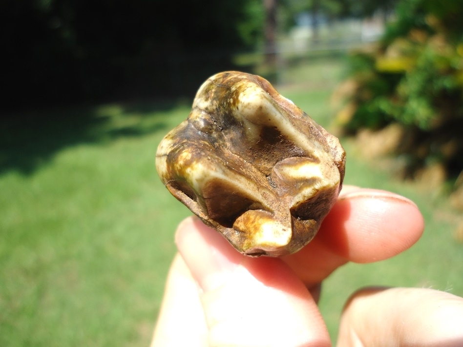 Large image 4 Stunningly Colorful Tapir Upper Molar