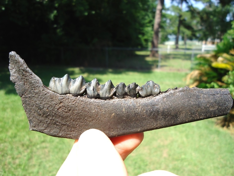 Large image 1 Choice Deer Mandible