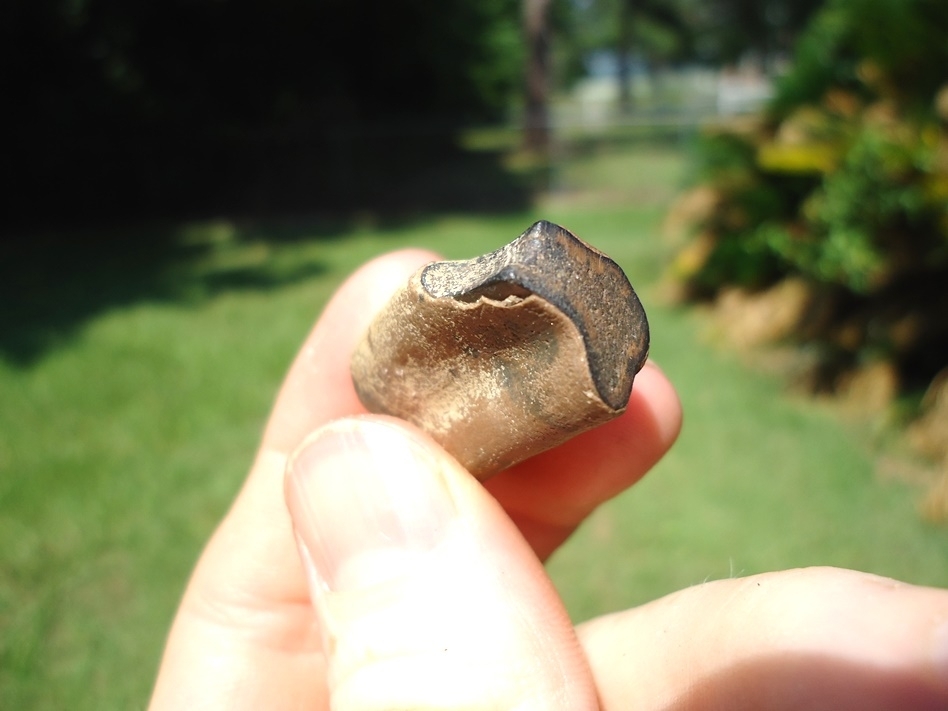 Large image 3 Rare Juvenile Paramylodon Sloth Tooth