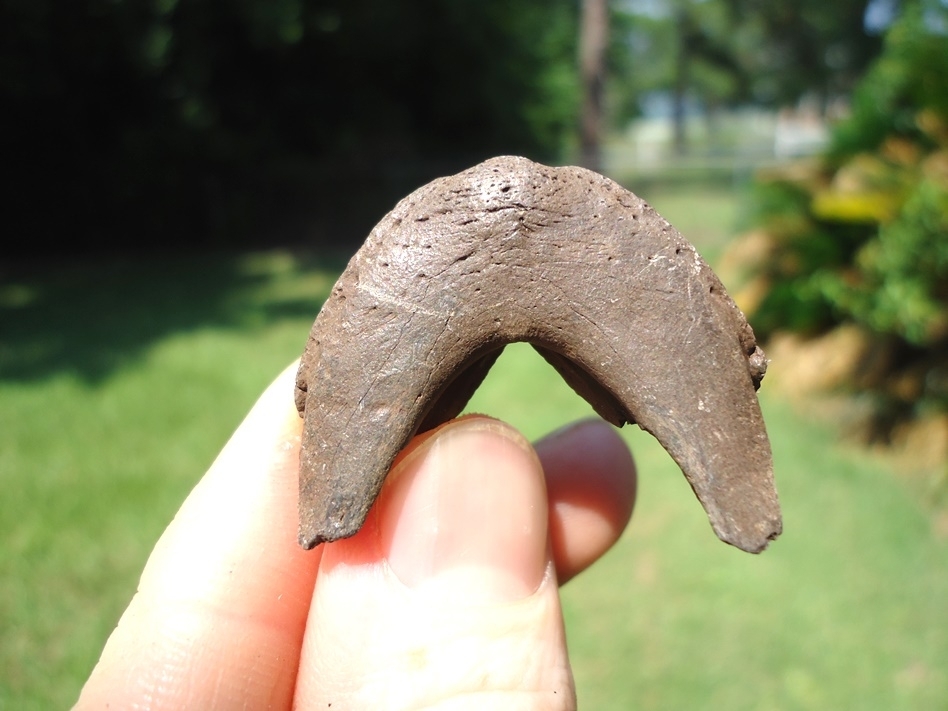 Large image 1 Choice River Cooter Turtle Mandible