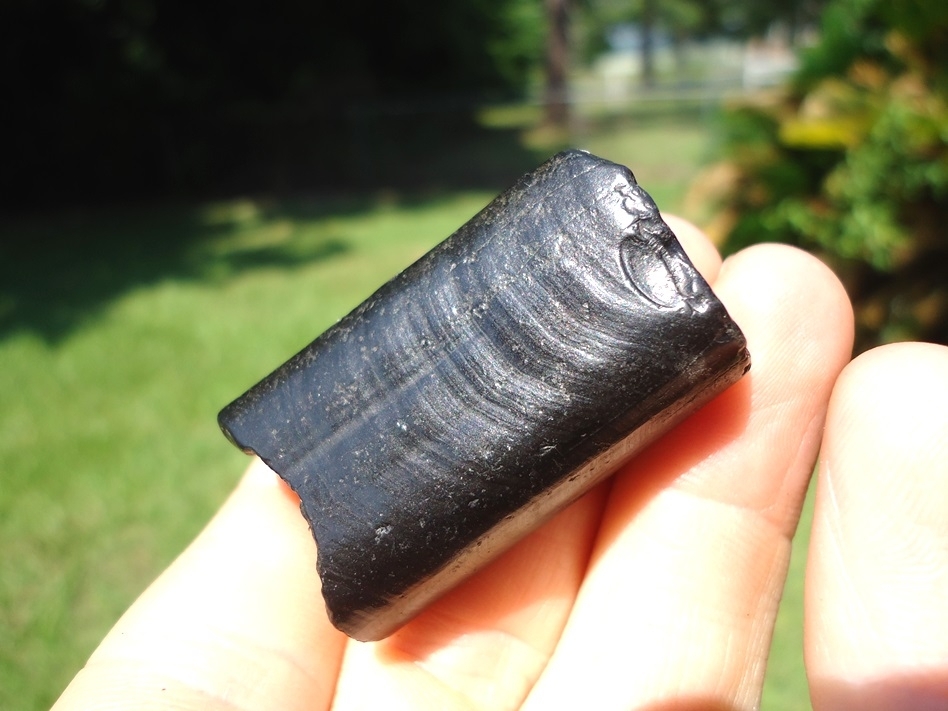 Large image 3 Beautiful Glossy Black Sloth Molar