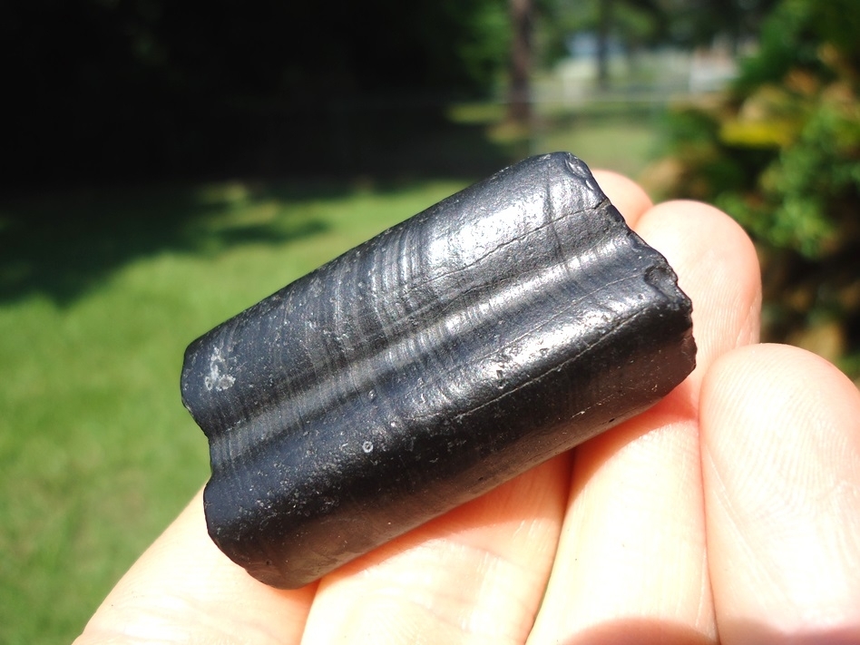 Large image 4 Beautiful Glossy Black Sloth Molar