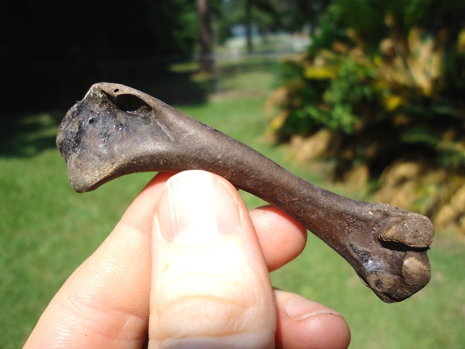 Large image 1 Choice Greater Prairie Chicken Humerus