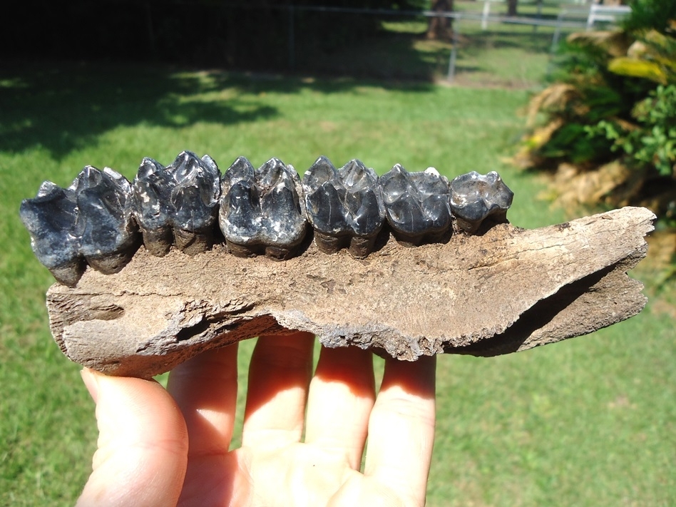 Large image 1 Museum Quality Tapir Maxilla with Six Teeth