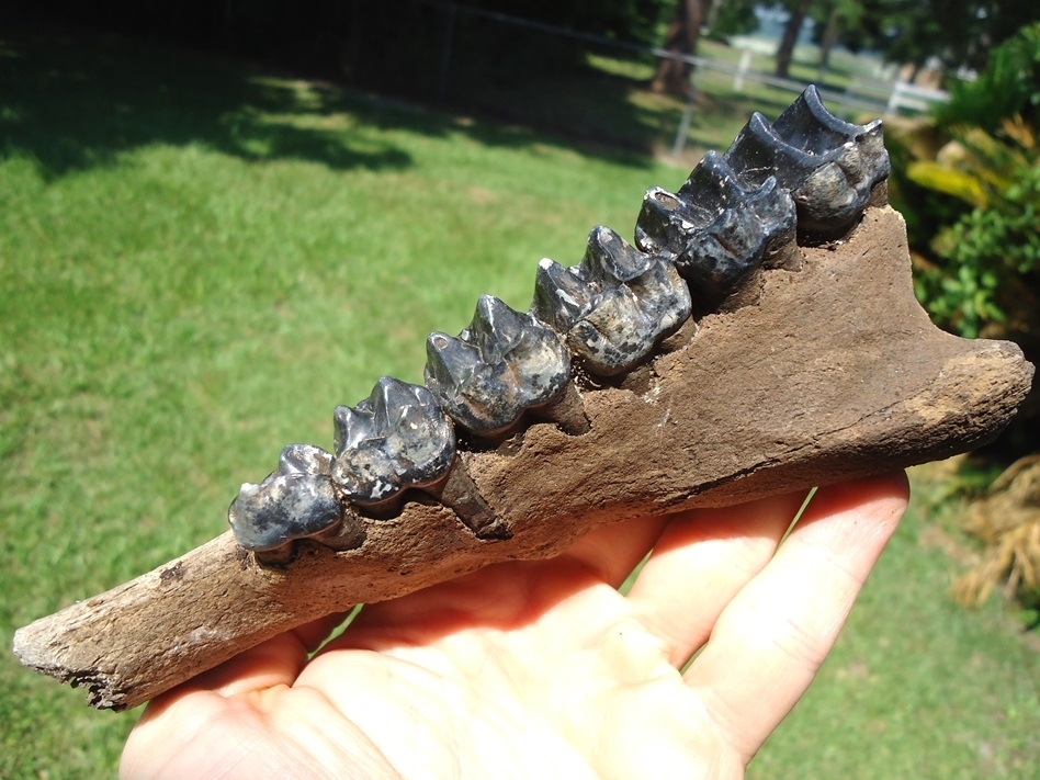 Large image 3 Museum Quality Tapir Maxilla with Six Teeth
