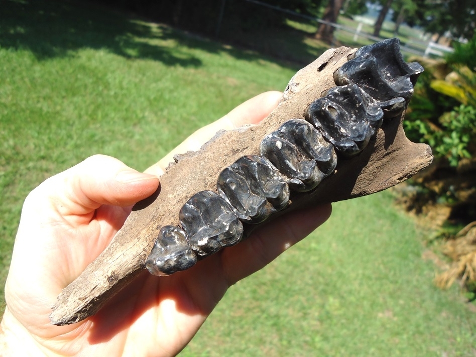 Large image 4 Museum Quality Tapir Maxilla with Six Teeth