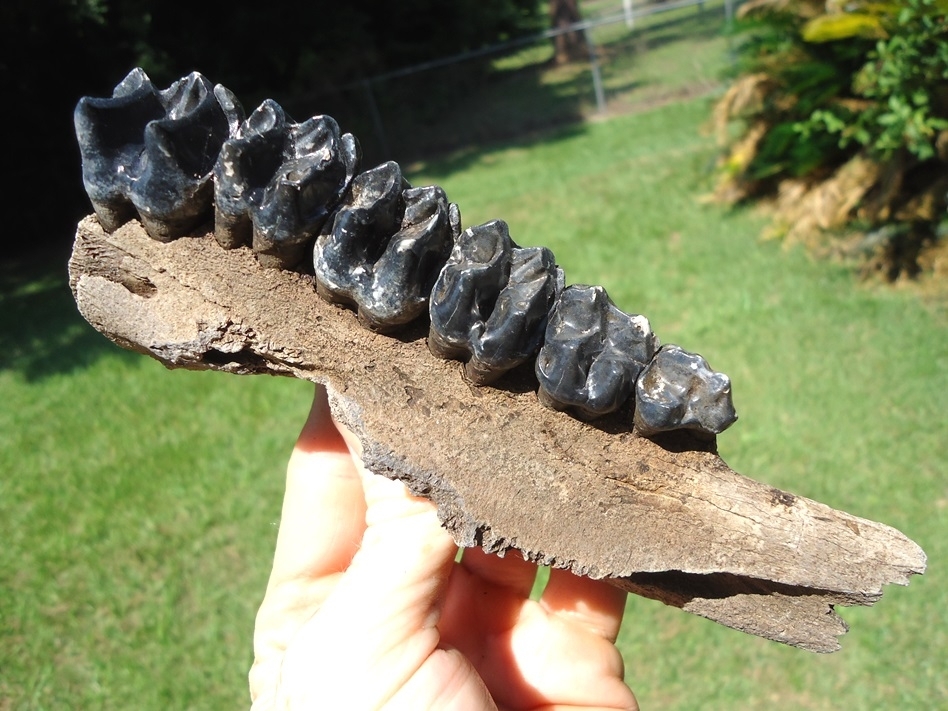 Large image 5 Museum Quality Tapir Maxilla with Six Teeth