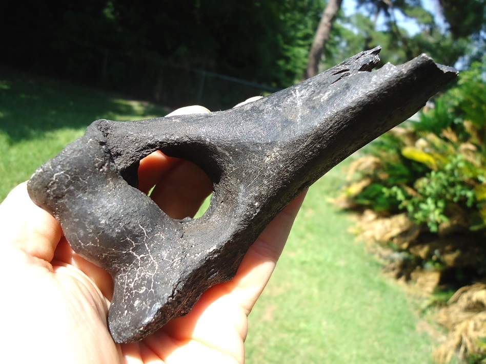 Large image 2 Very Rare Dire Wolf Humerus