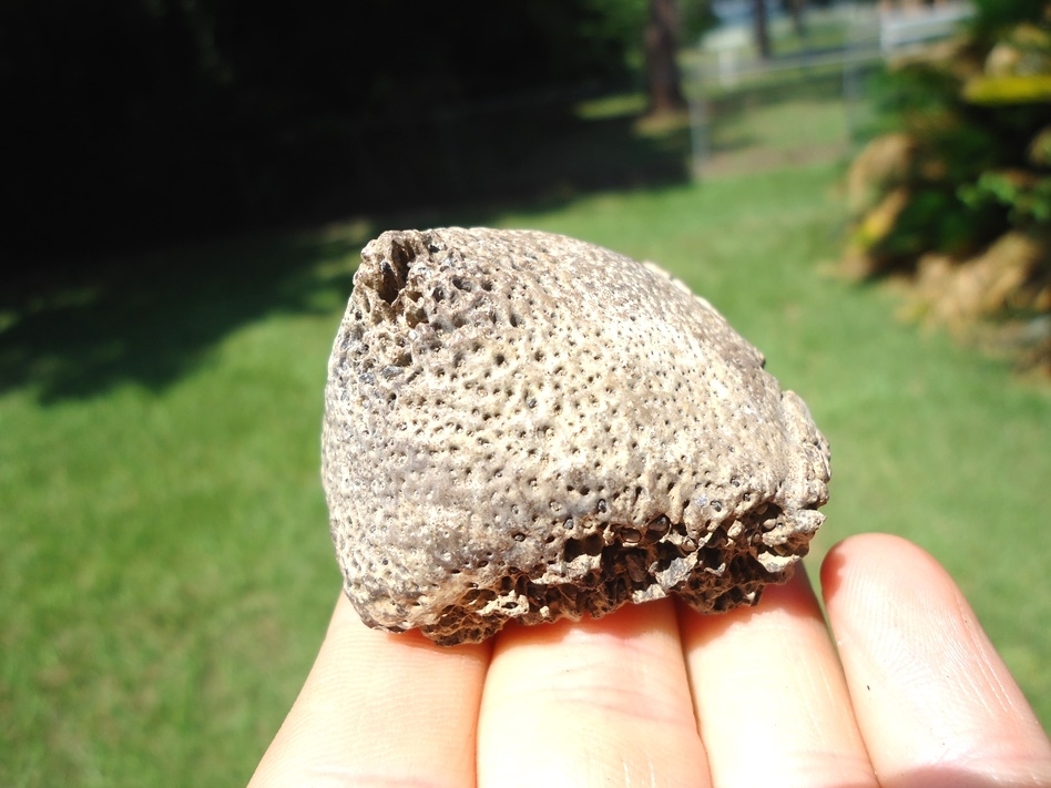 Large image 5 Awesome Glyptodon Spike Scute