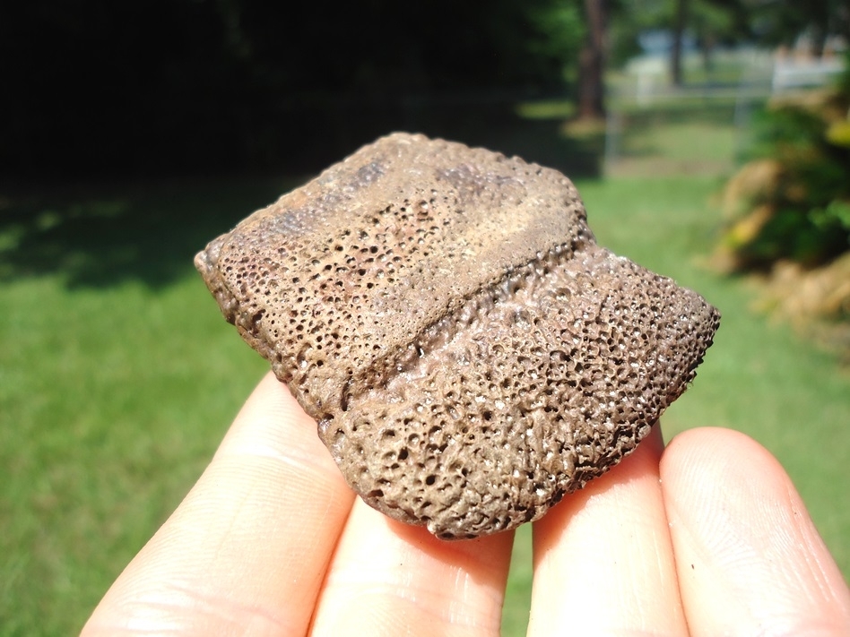 Large image 1 Rare Fused Giant Armadillo Scutes