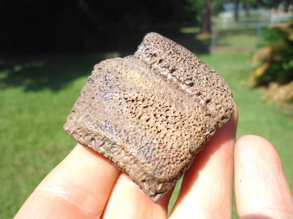 Large image 2 Rare Fused Giant Armadillo Scutes