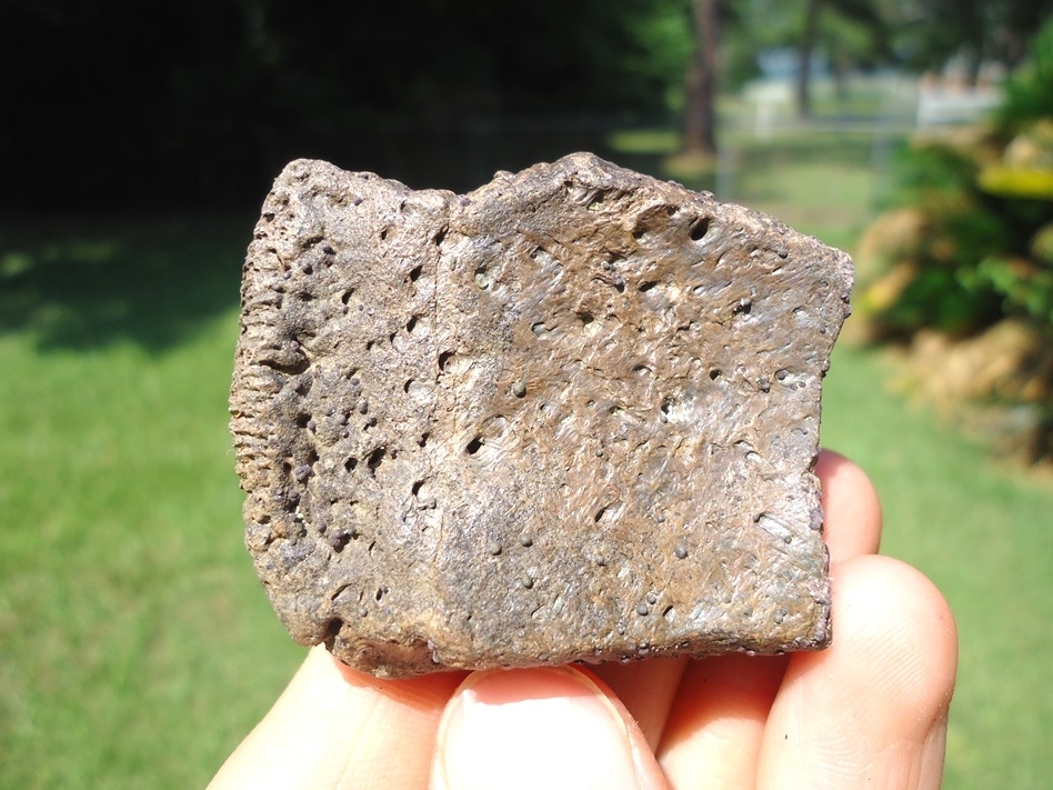 Large image 3 Rare Fused Giant Armadillo Scutes