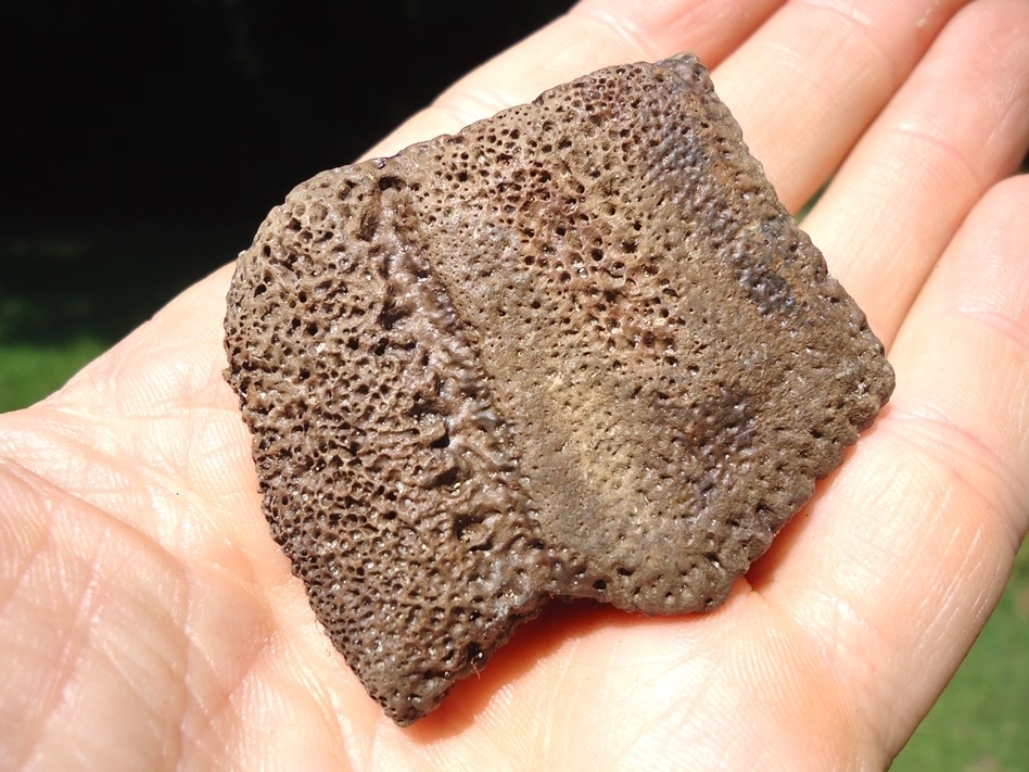 Large image 4 Rare Fused Giant Armadillo Scutes
