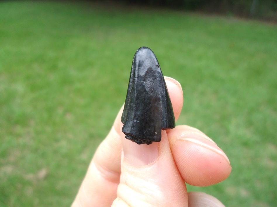 Large image 1 Rare Jaguar Canine Tip