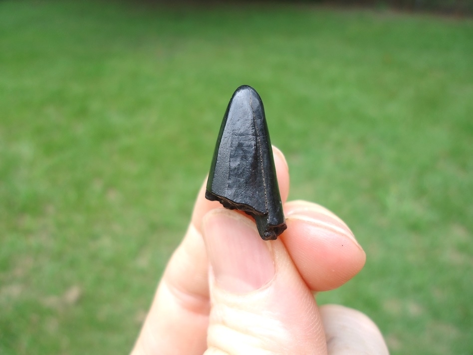 Large image 2 Rare Jaguar Canine Tip
