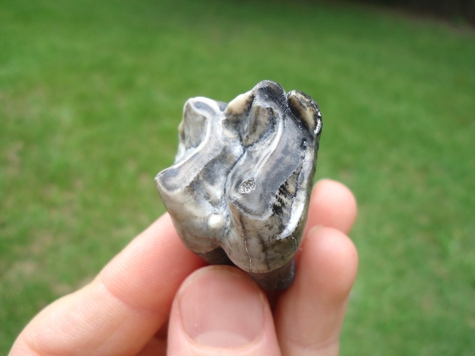 Large image 2 Colorful Rooted Tapir Upper Molar