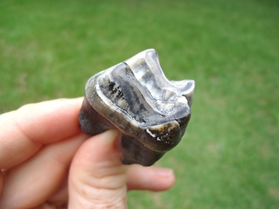 Large image 4 Colorful Rooted Tapir Upper Molar