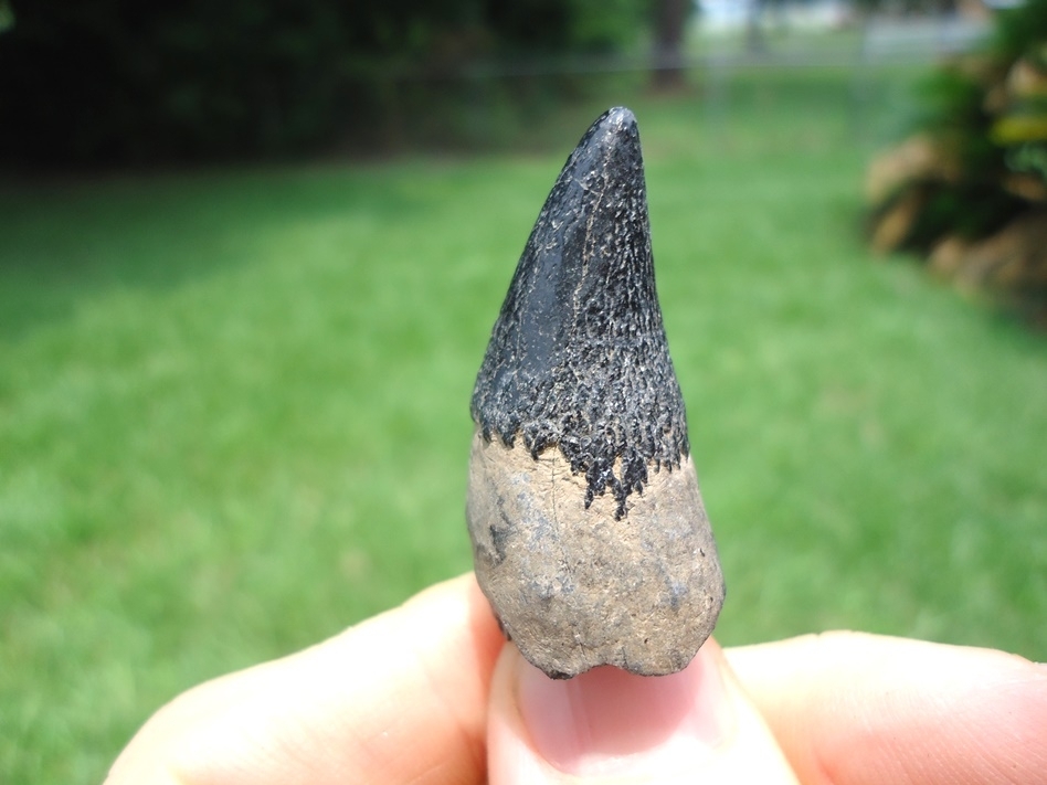 Large image 1 Very Uncommon Juvenile Sperm Whale Tooth