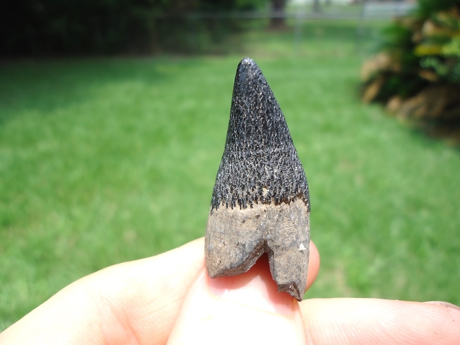 Large image 2 Very Uncommon Juvenile Sperm Whale Tooth