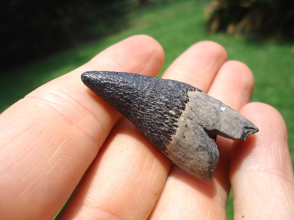 Large image 3 Very Uncommon Juvenile Sperm Whale Tooth