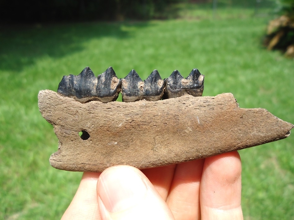 Large image 1 Choice Deer Mandible