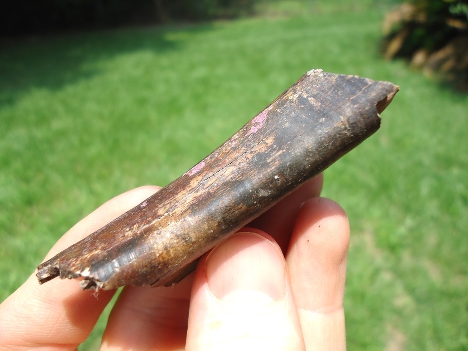 Large image 3 Uncommon Section of Giant Beaver Incisor