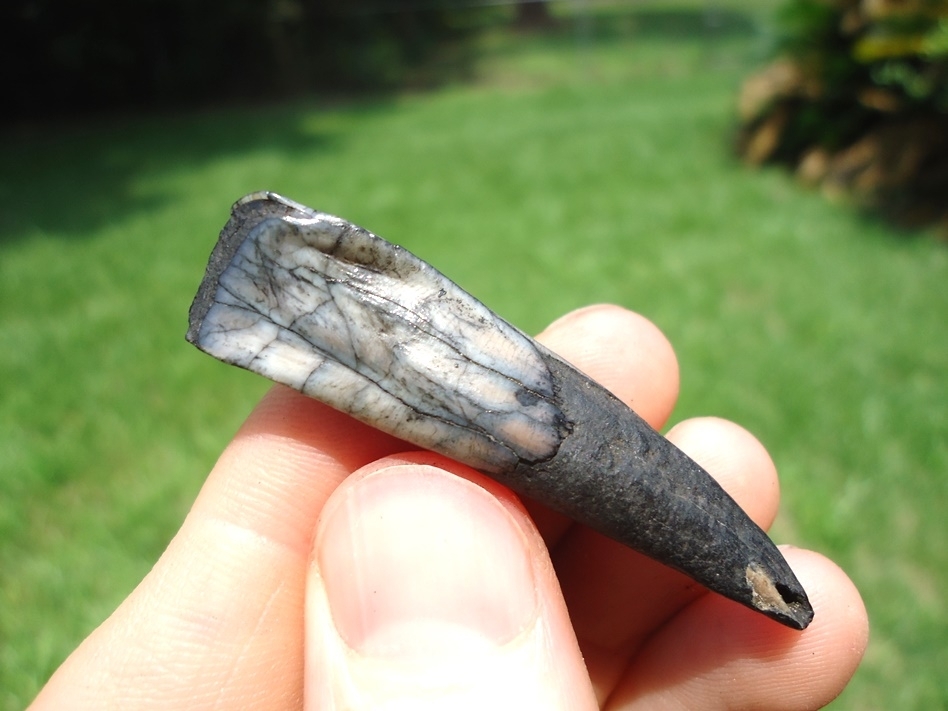 Large image 1 Stunning Marbleized Llama Incisor