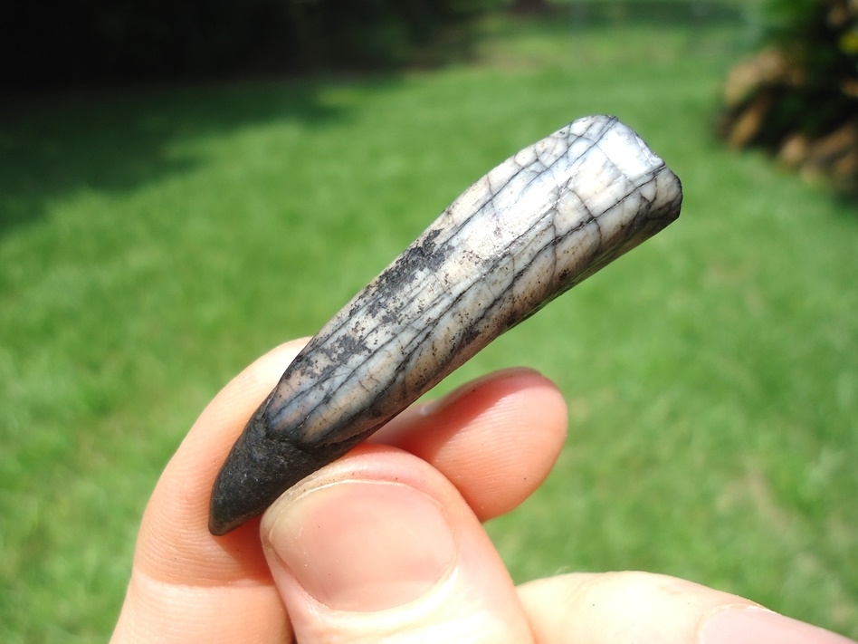 Large image 2 Stunning Marbleized Llama Incisor