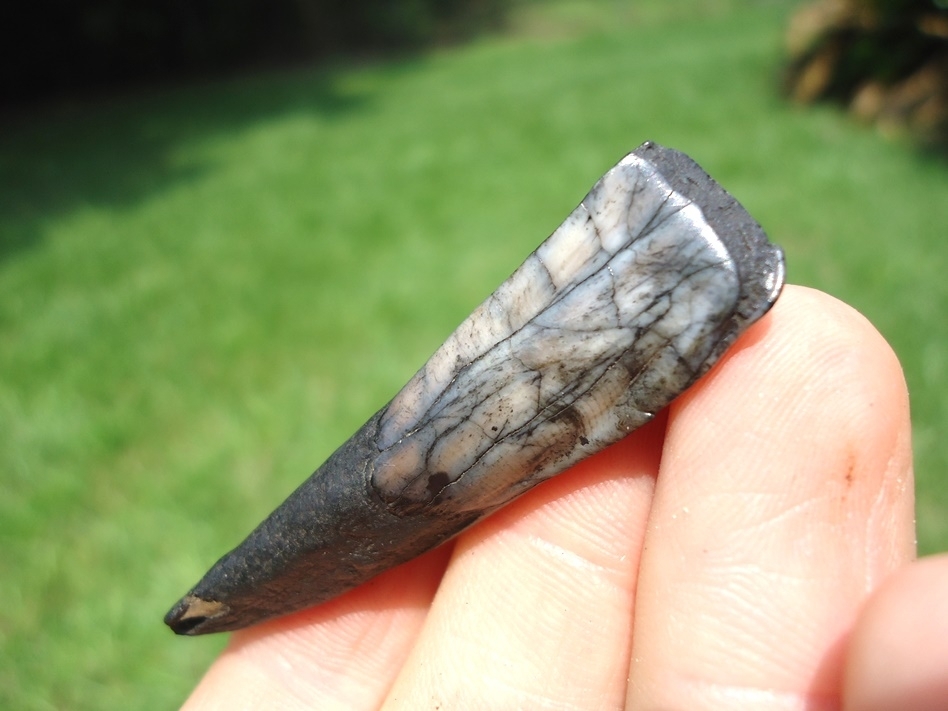Large image 3 Stunning Marbleized Llama Incisor