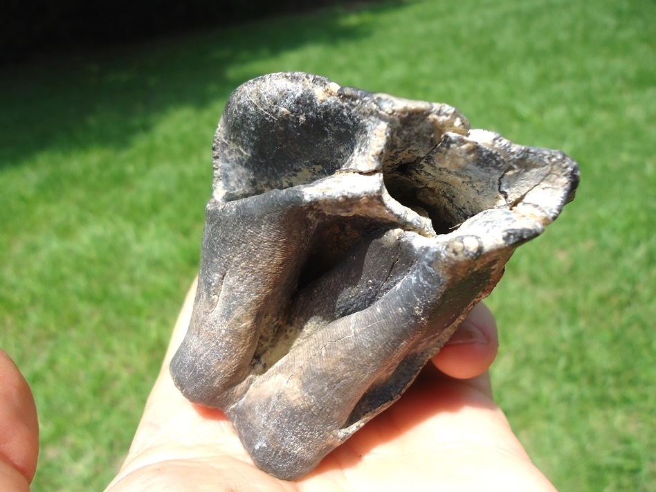 Large image 3 Massive Bone Valley Rhino Molar