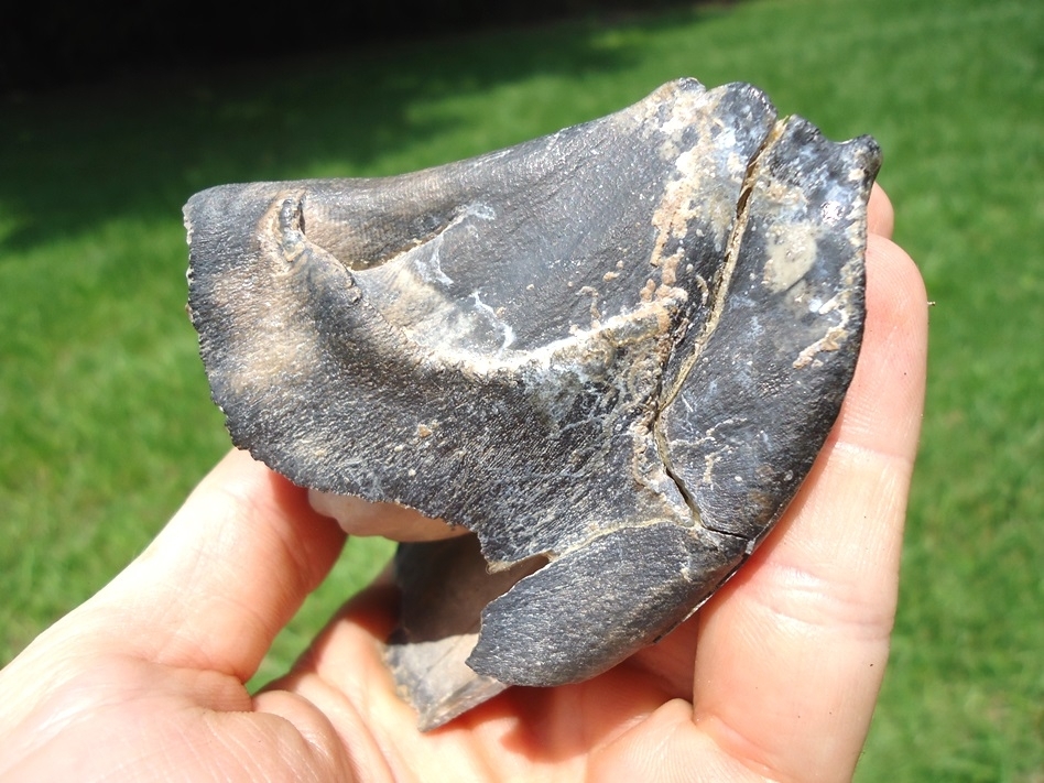 Large image 5 Massive Bone Valley Rhino Molar