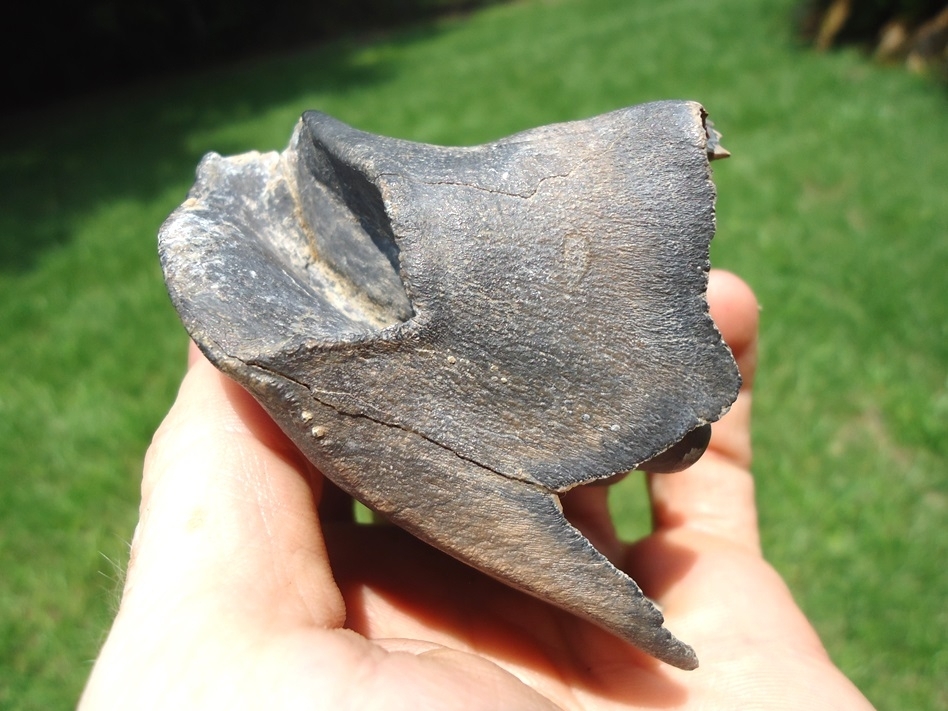 Large image 6 Massive Bone Valley Rhino Molar