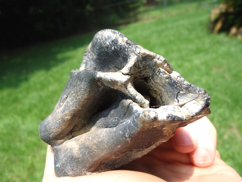 Large image 7 Massive Bone Valley Rhino Molar