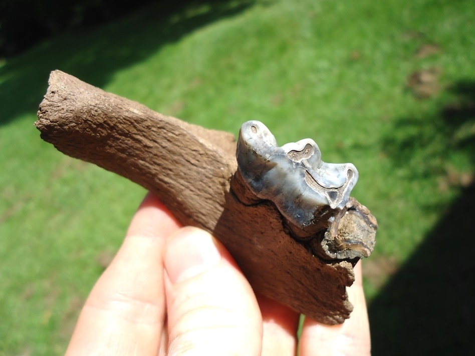 Large image 2 Beautiful Section of Tapir Mandible with Blue Tooth