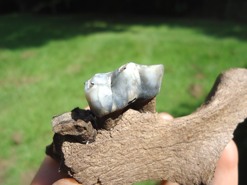 Large image 3 Beautiful Section of Tapir Mandible with Blue Tooth