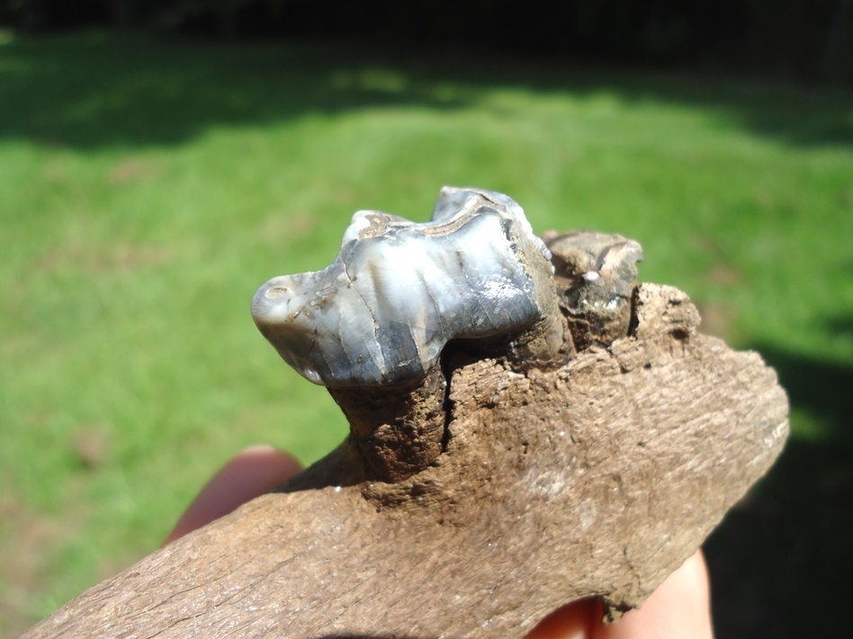 Large image 4 Beautiful Section of Tapir Mandible with Blue Tooth