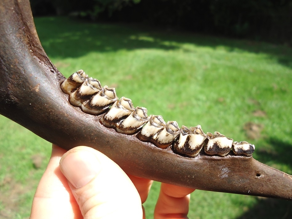 Large image 2 Museum Quality Deer Mandible