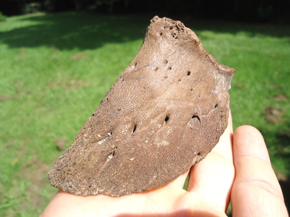 Large image 3 Immaculate Bison Hoof Core