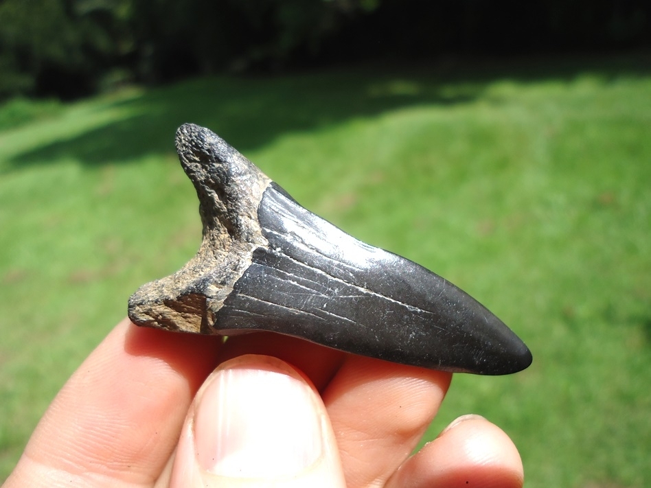 Large image 1 Lower Jaw Hastalis Shark Tooth