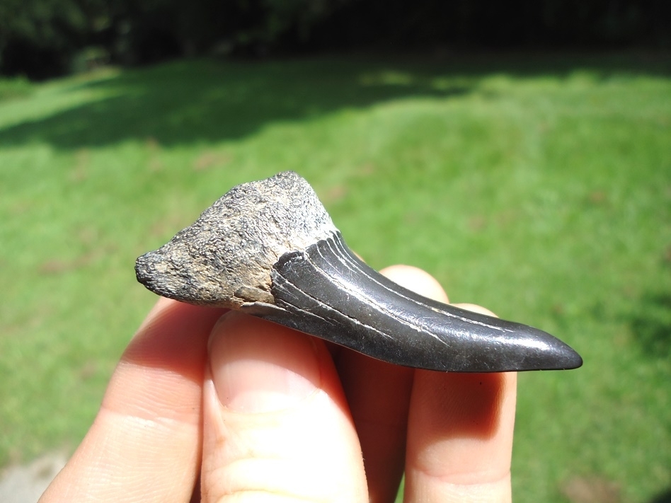 Large image 2 Lower Jaw Hastalis Shark Tooth