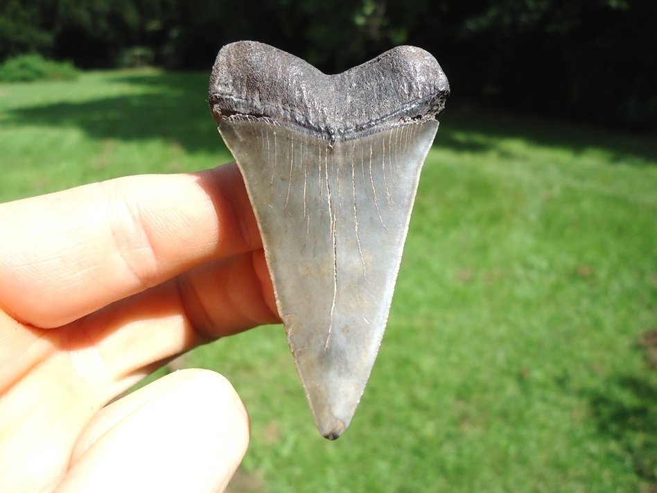 Large image 1 Sweet 2.52' Hastalis Shark Tooth