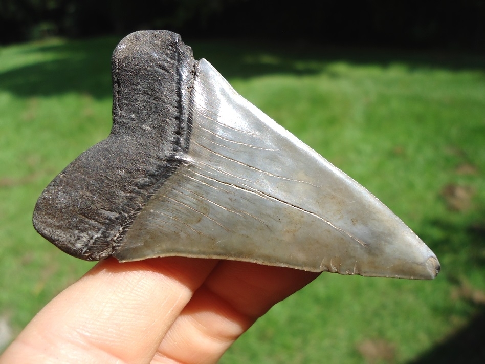 Large image 3 Sweet 2.52' Hastalis Shark Tooth