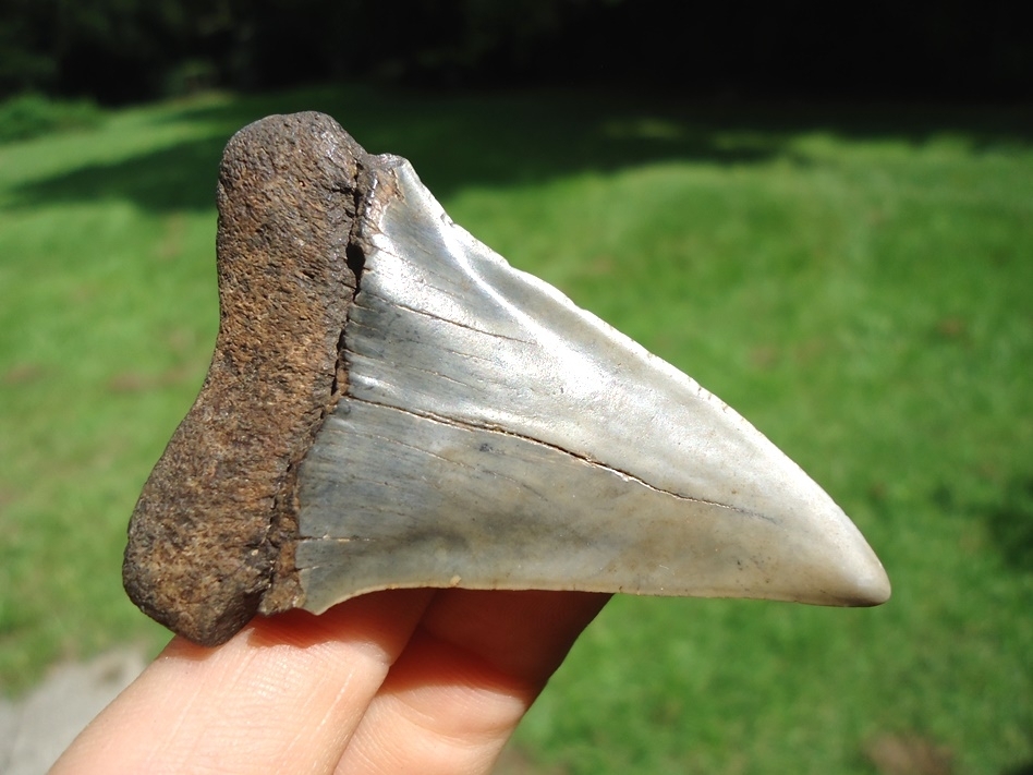 Large image 3 Very Nice Hastalis Shark Tooth