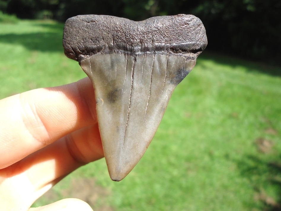 Large image 1 Wide Body Hastalis Shark Tooth